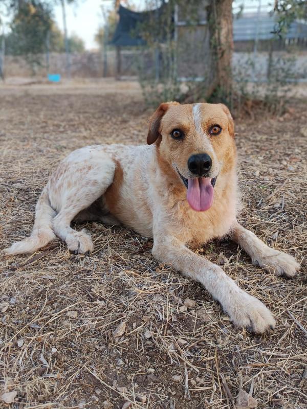 Dolce baiocco da mangiare a baci, 4 anni t M-L Foto 2